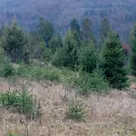 шепіт лісу Holiday home *